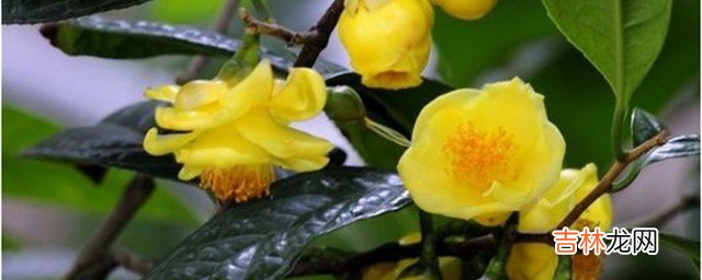 金花茶怎么种植 金花茶的种植方法