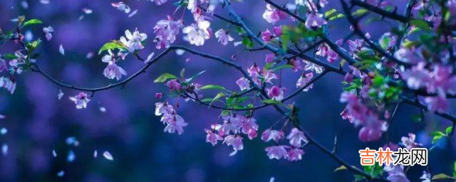 芳心是什么意思 芳心意思介绍