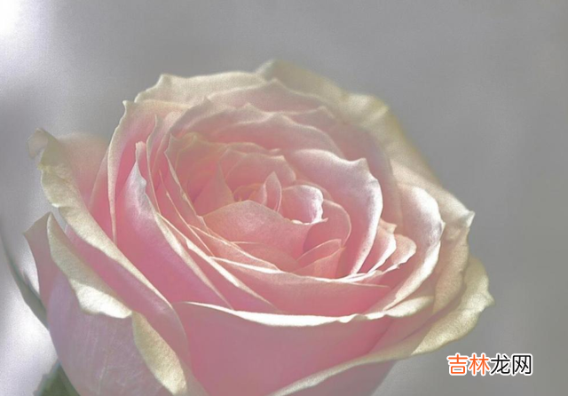 在约翰·戈特曼《幸福的婚姻》里出现了“四大骑士”的说法 一段没有沟通的婚姻，很快就会如昙花一现般凋零