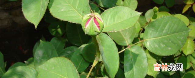月季花苞打不开是什么原因  月季花苞打不开具体是什么原因