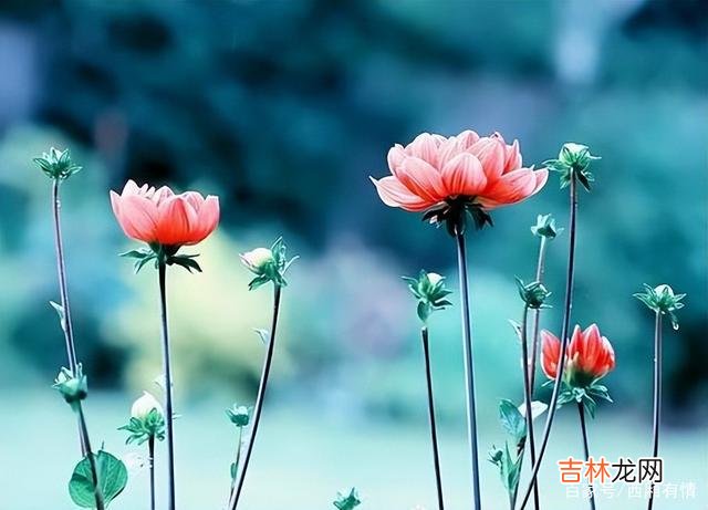 让男人爱上你的技巧，其实就是展示价值