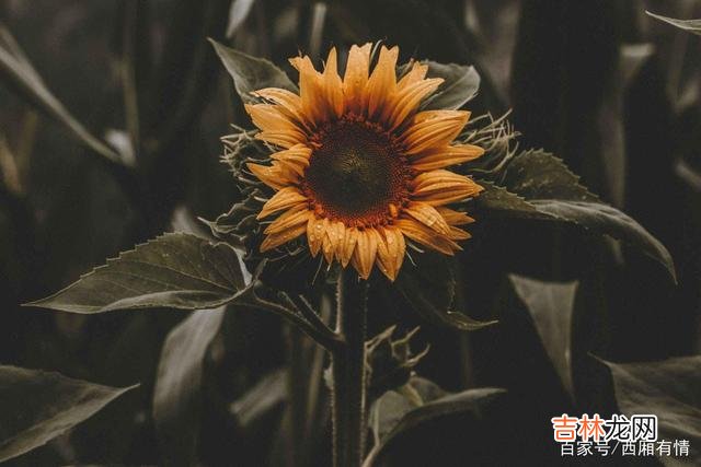人生在世 好命的女人，往往是这三种性格，招人喜欢