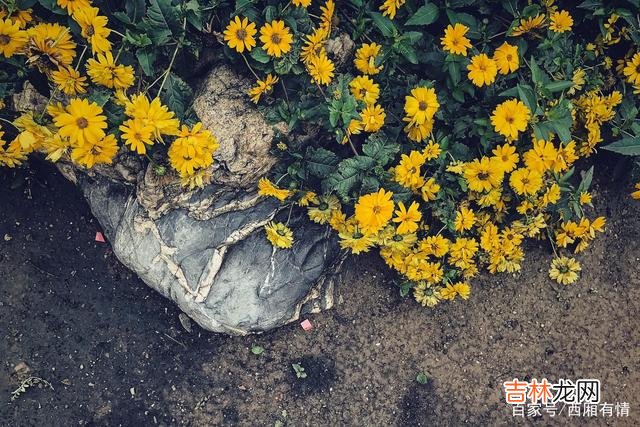 能陪你看雪看月亮的人很多 情谊长存，不是夫妻胜似夫妻