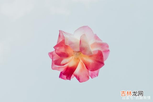 世人常说：“婚姻是爱情的坟墓。|在婚姻里，越拎得清的女人，命运反而越好，走得越远，看得更高