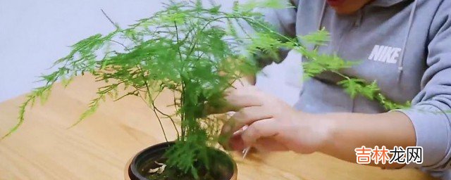 文竹的养殖方法繁殖 文竹的养殖和繁殖方法是什么