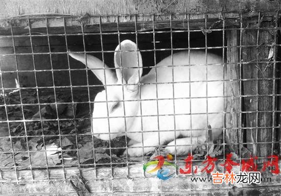 亲爱的兔子