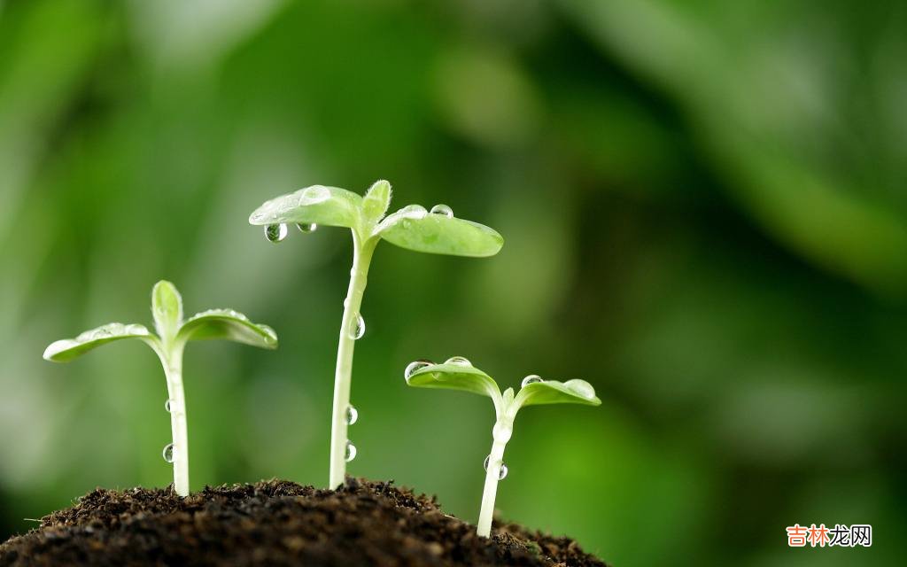 丁癸相冲的结果是什么 丁火什么情况下不怕癸水