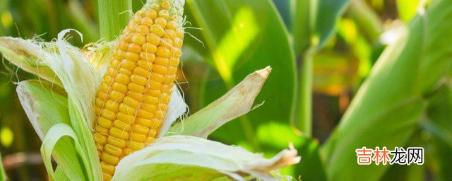 椒盐玉米粒的正宗做法 椒盐玉米粒怎么做
