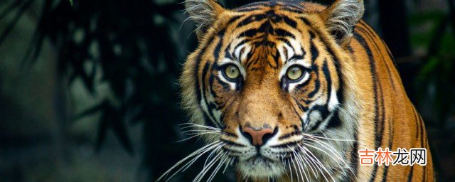 虎视耽耽的眈眈是什么意思  虎视耽耽的眈眈指什么