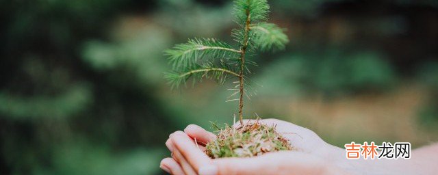 每两棵树间种一棵花什么意思  每两棵树间种一棵花何种意思