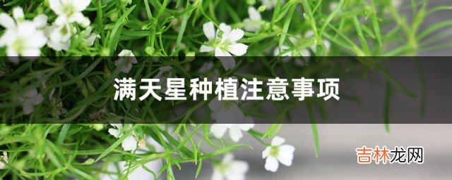 满天星种植注意事项  满天星如何种植