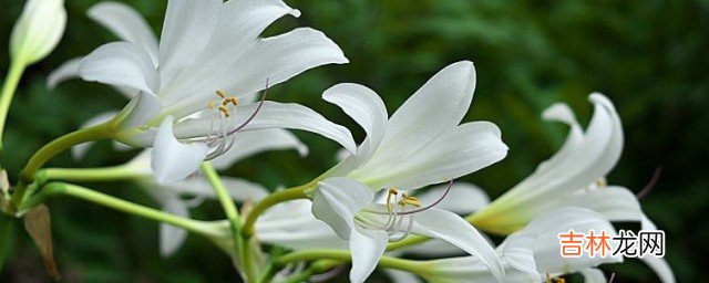 小苍兰怎么种  小苍兰种植方法介绍