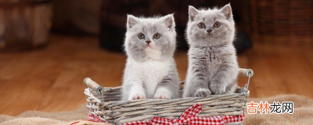 猫咪朋友圈说说 关于猫咪朋友圈句子