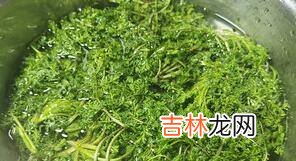 米米蒿怎么做好吃