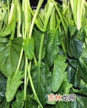 红根菠菜怎么做好吃