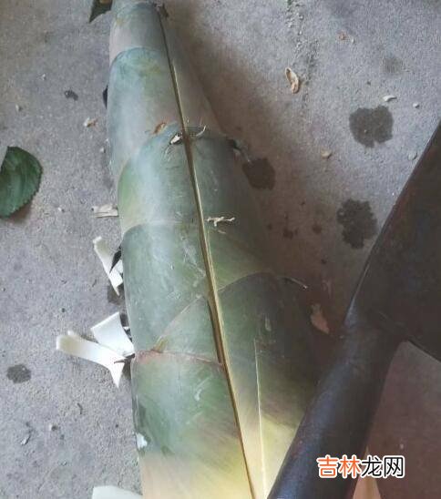 大笋子怎么处理