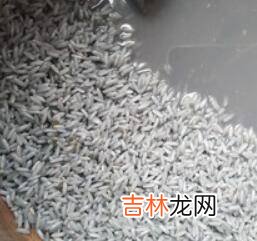 枫叶黑米饭怎么做更黑