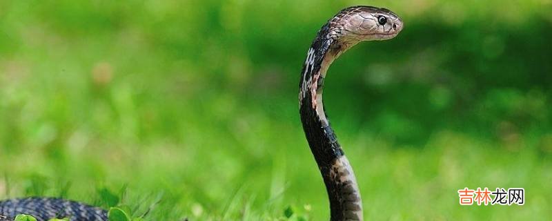 饭铲头是什么蛇