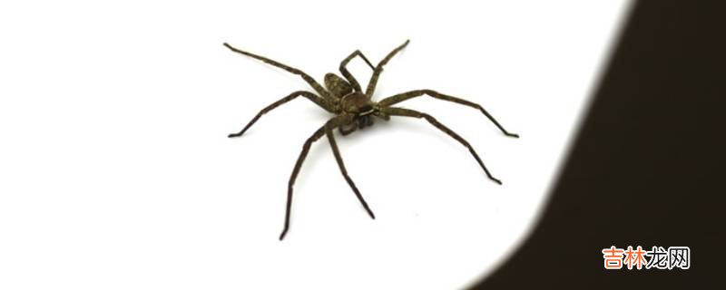 白额高脚蛛要不要打死