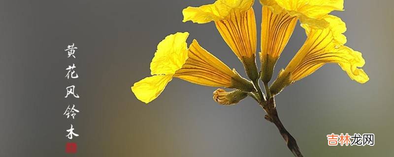 高明黄花风铃木在哪儿