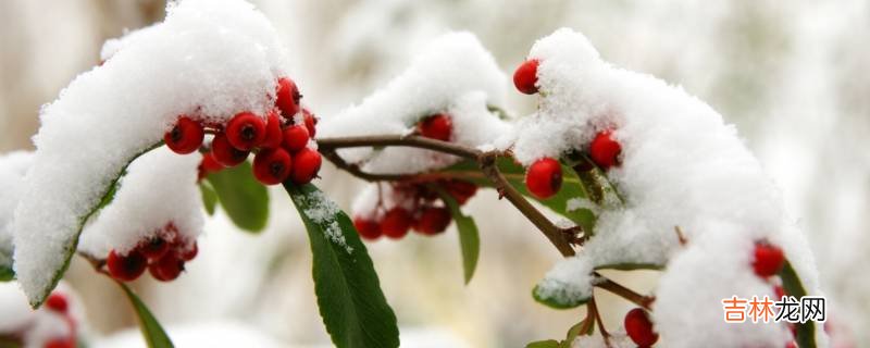 瑞雪兆丰年是几月份的雪