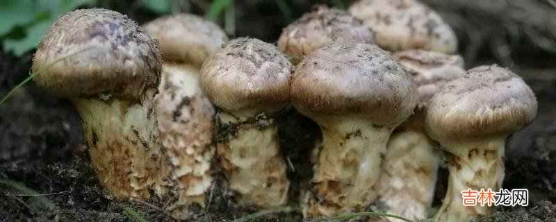 白玉县特色美食有什么