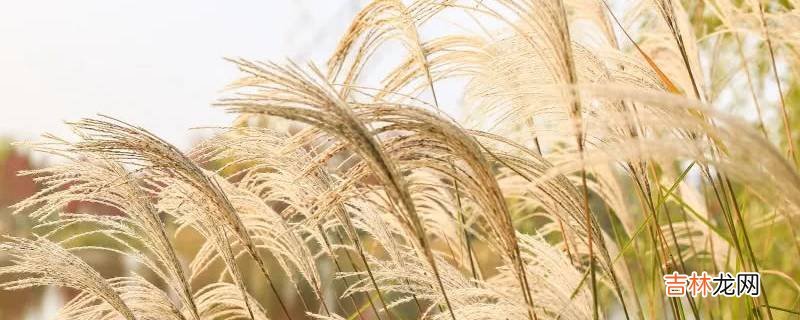 芦苇的外形和特点