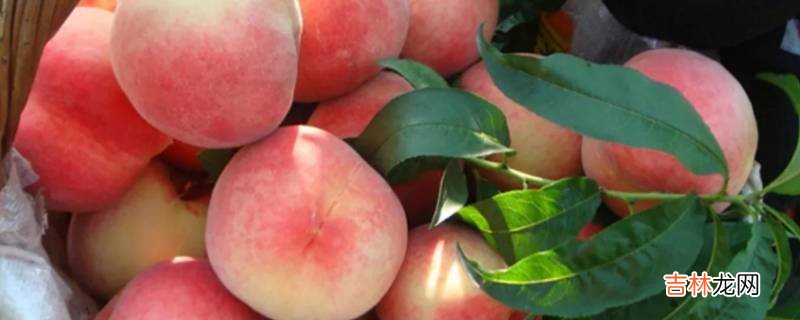 水蜜桃是脆桃还是软桃