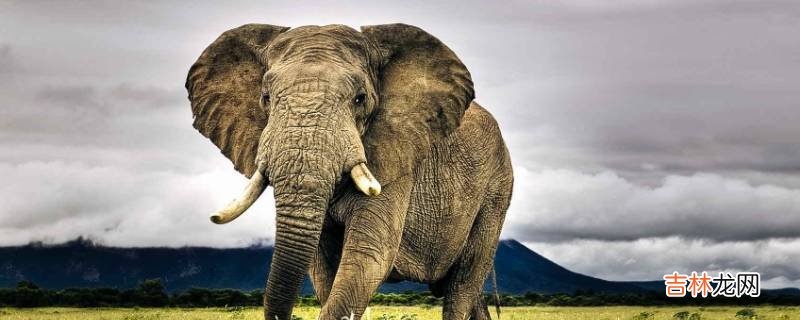 大象是什么颜色的