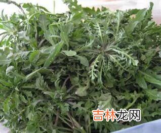 野生荠菜长得什么样