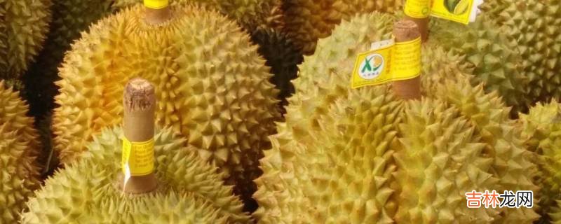 榴莲为什么死包