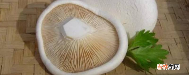 新鲜白灵菇怎么做好吃