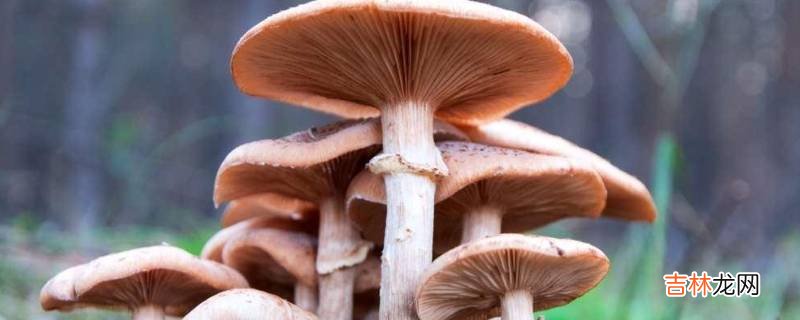 蘑菇的储存方法