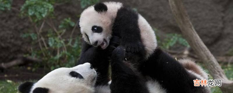 国宝大熊猫生活在什么地方
