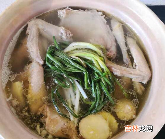 老鸽子怎么炖汤好喝又营养