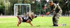 军犬和警犬的区别