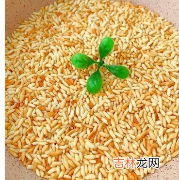 大米怎么炸成米花