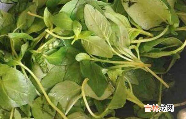 炒荆芥怎么炒