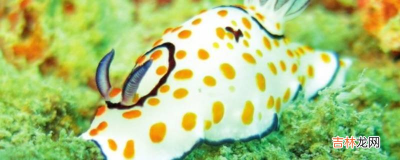海兔子学名叫什么