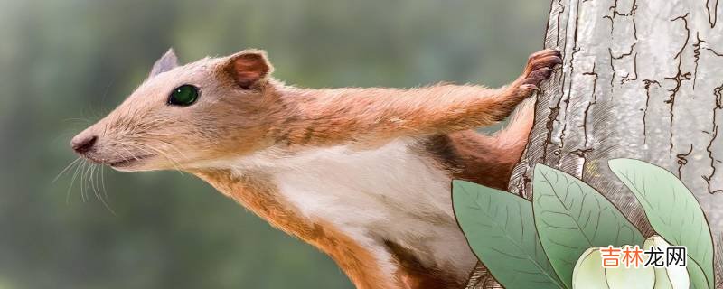 普尔加托里猴的特点