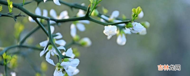 东风是什么季节