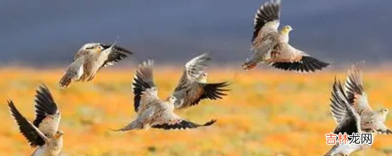 西藏毛腿沙鸡的特点