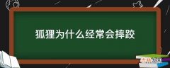 狐狸为什么经常会摔跤