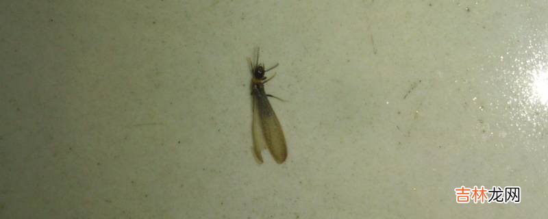 大水虫为什么会掉翅膀