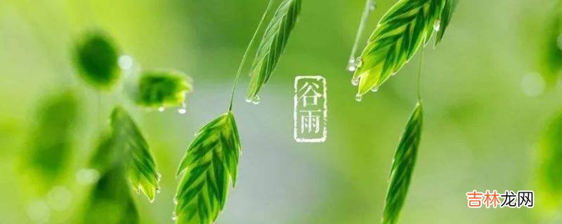 谷雨茶又被称为什么茶