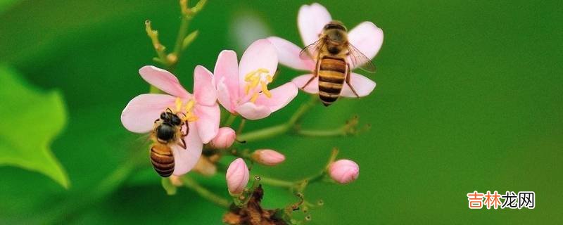 蜜蜂怎么辨别气味