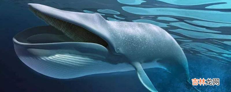 海洋最大的生物是什么生物