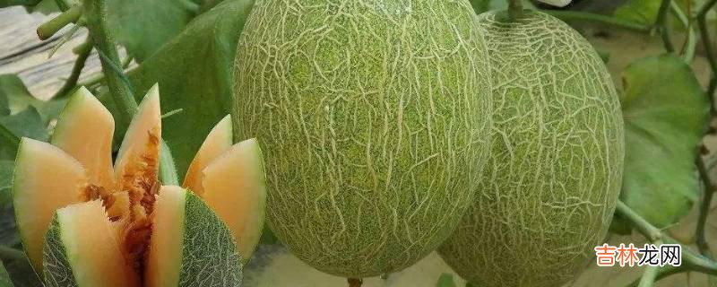 库洪是什么水果