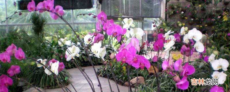 广州花卉批发市场在哪里