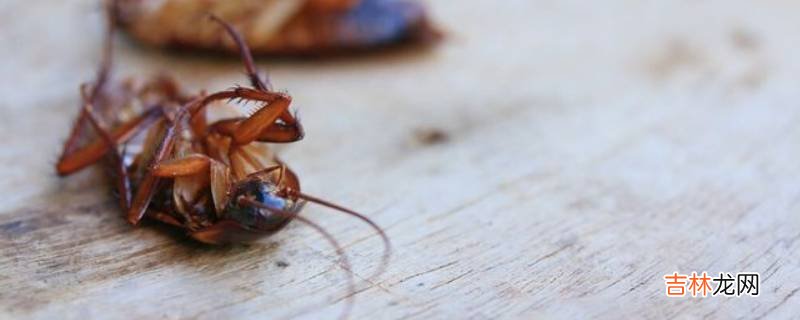 蚊香能熏死蟑螂吗